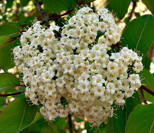 {Viburnum prunifolium}
